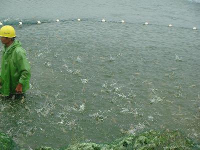 杭州天益水產(chǎn)養(yǎng)殖公司南美白對(duì)蝦豐產(chǎn)又豐收