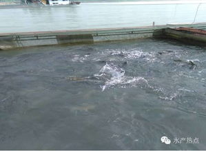 瘦身魚(yú)會(huì)是水產(chǎn)養(yǎng)殖的未來(lái)發(fā)展方向嗎