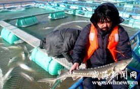 山東榮成養殖區千尾鱘魚被凍死 直接損失超千萬元