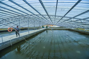 浙江湖州 清水引得鱖魚肥