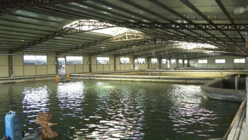 平遠 做活水文章 特色水產養(yǎng)殖風生水起