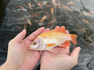 百千萬(wàn)"特"有勁 | 游上冬奧餐桌的這條魚(yú),不簡(jiǎn)單!