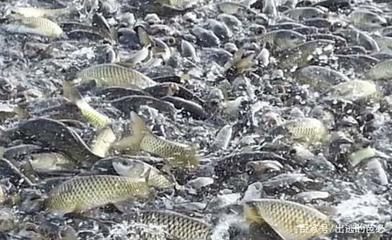 水產(chǎn)疫苗的研發(fā),有效的防治疾病,讓水產(chǎn)養(yǎng)殖行業(yè)發(fā)展的更好