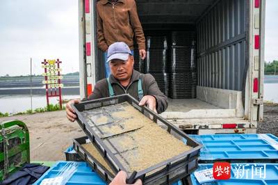 今年首批&ldquo;陽(yáng)澄湖1號(hào)&rdquo;大閘蟹蟹苗在蘇州相城安家,共近4000斤!