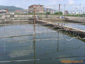 杰興水產(chǎn)特種魚(yú)公司