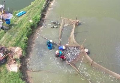 陽(yáng)江一水產(chǎn)養(yǎng)殖基地年供大灣區(qū)活魚超過(guò)5000噸