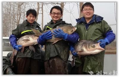 二十余年攻關"一條魚" 胖頭魚首個選育品種"中科佳鳙1號"通過審定