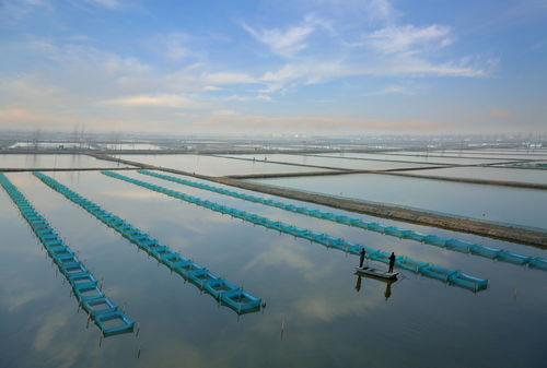 回訪代言人 共享豐收樂 大養蟹到養大蟹,泗洪大閘蟹 鉗 住財富
