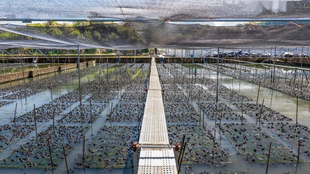 國家種業陣型企業丨中洋集團助力河鲀、蛙類&ldquo;破難題&rdquo;
