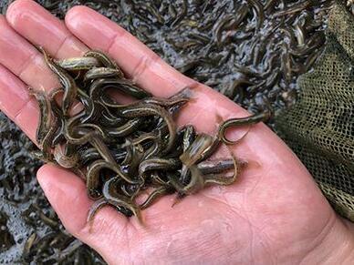 泥鰍養殖怎么做?泥鰍養殖技術哪里可以學?