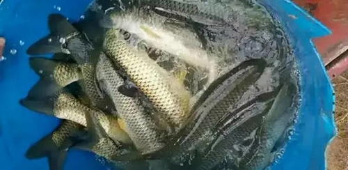 漁有福 冬季水產(chǎn)養(yǎng)殖管理技術(shù)