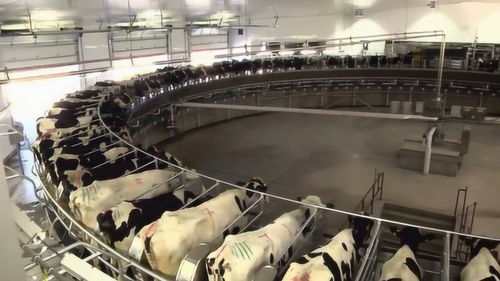 國外現代化養牛工廠,難怪養出來的牛肉這么貴,太先進了