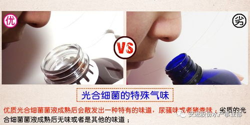 光合細菌在水產養殖上的應用小結