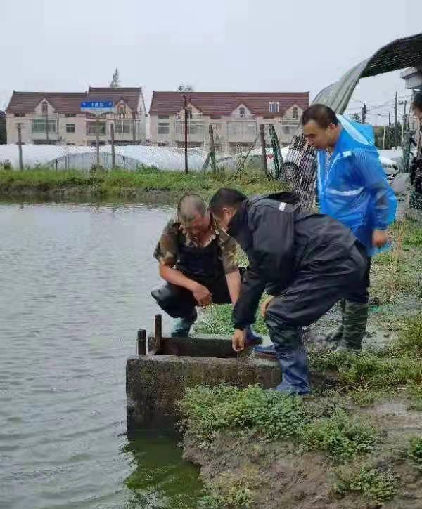 決不輕易讓水產(chǎn)養(yǎng)殖豐收成果受損失,金山這個(gè)鎮(zhèn)全力以赴抗擊 燦都 臺(tái)風(fēng)