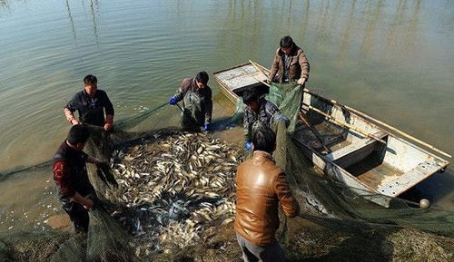 淺談水產(chǎn)養(yǎng)殖技術(shù)的應(yīng)用