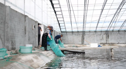 對(duì)蝦畝均產(chǎn)量提升60倍，三門養(yǎng)殖基地靠什么？