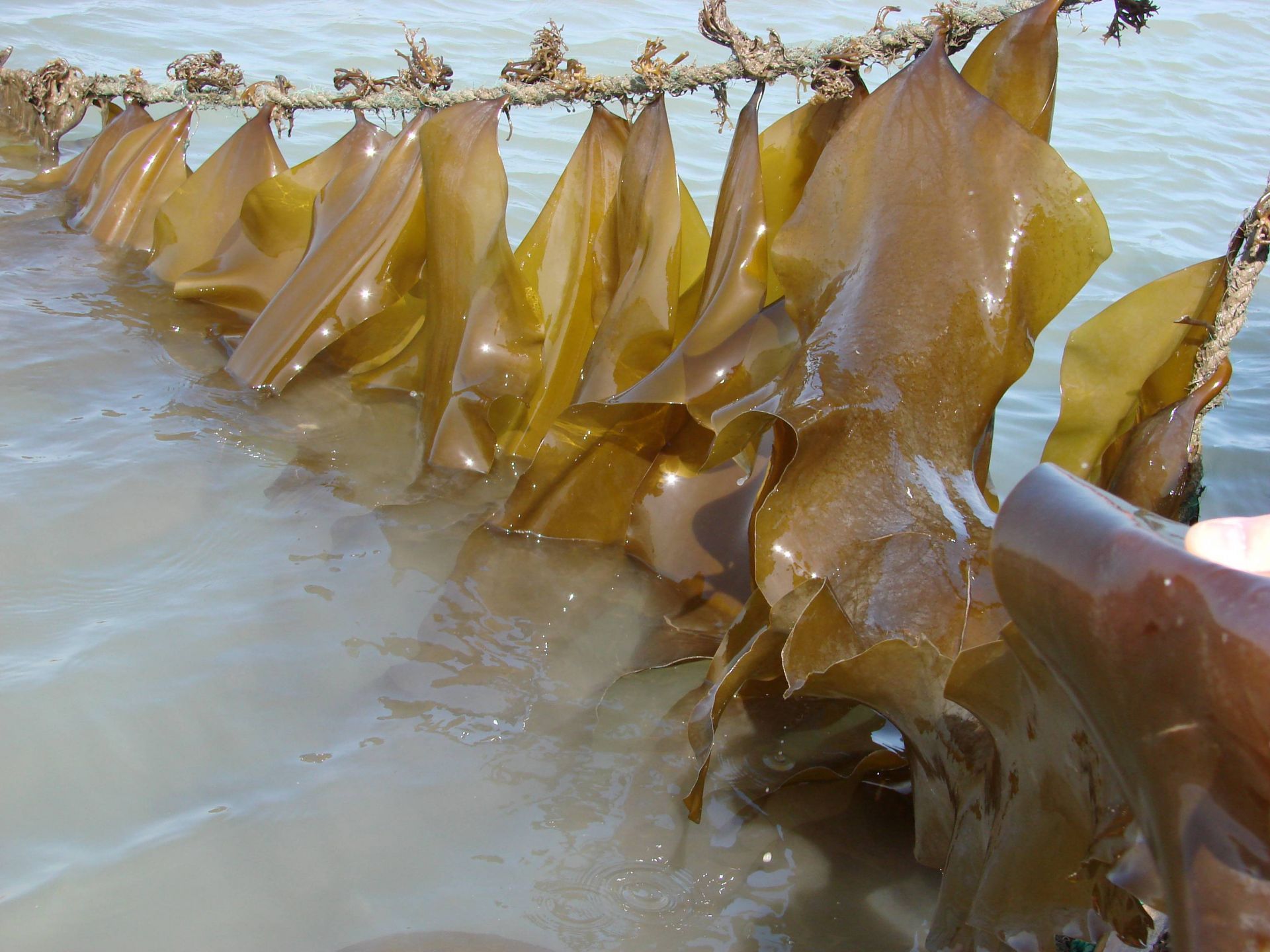 探秘海藻世界 全國(guó)海帶養(yǎng)殖起源青島，新品種誕生與農(nóng)家樂觀光服務(wù)