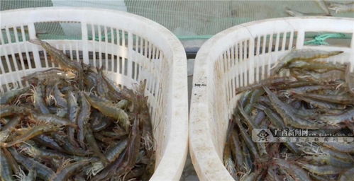 你笑起來(lái)真好看丨凝聚廣西人力量 奪取脫貧攻堅(jiān)戰(zhàn)全面勝利 農(nóng)家樂(lè)休閑觀光服務(wù)